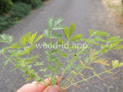 burnet, annual